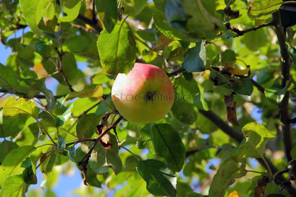 Similar – Image, Stock Photo Fresh red apples hanging from the tree in September