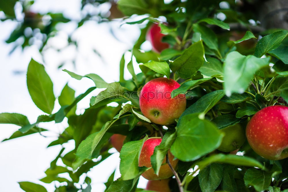 Similar – Image, Stock Photo Ripe apples shortly before harvesting