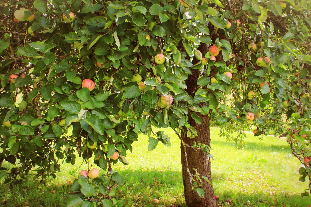 Similar – Image, Stock Photo scattered fruit Fruit