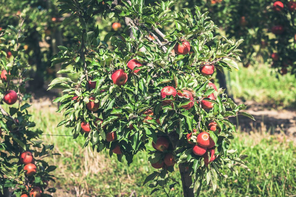 Similar – sinaasappel Orange Tree