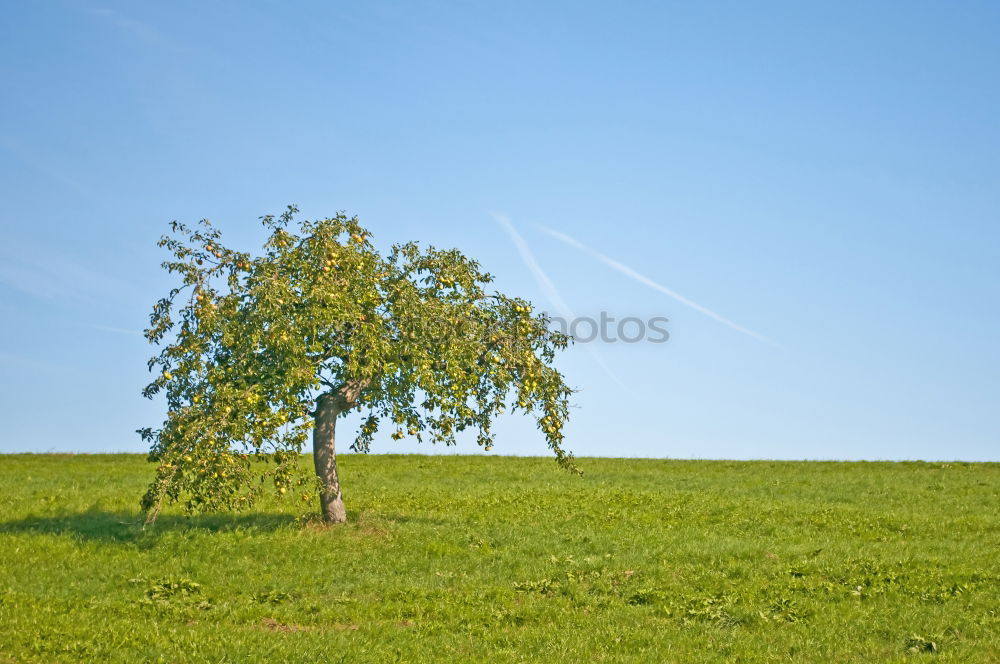 Similar – Foto Bild Ruheplatz Natur Pflanze