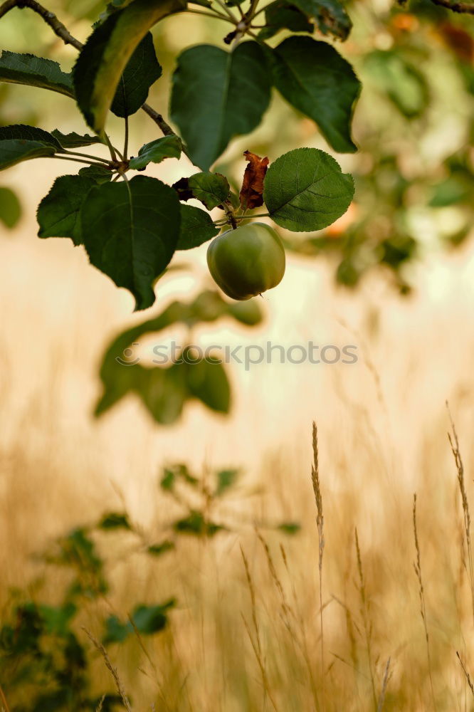 Similar – pears Food Fruit Nutrition