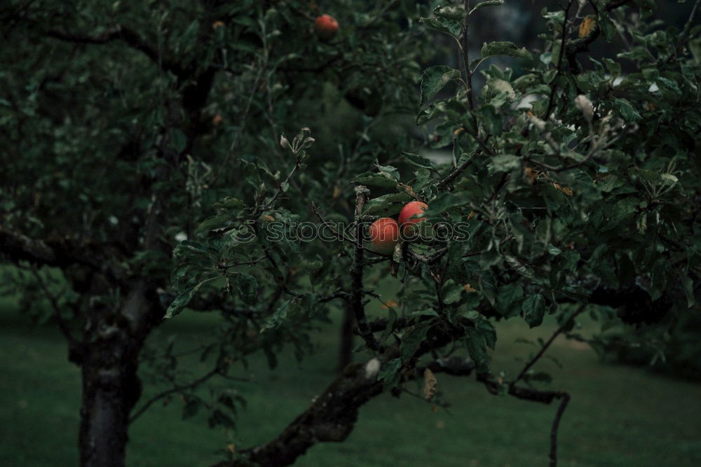 Similar – Image, Stock Photo scattered fruit Fruit