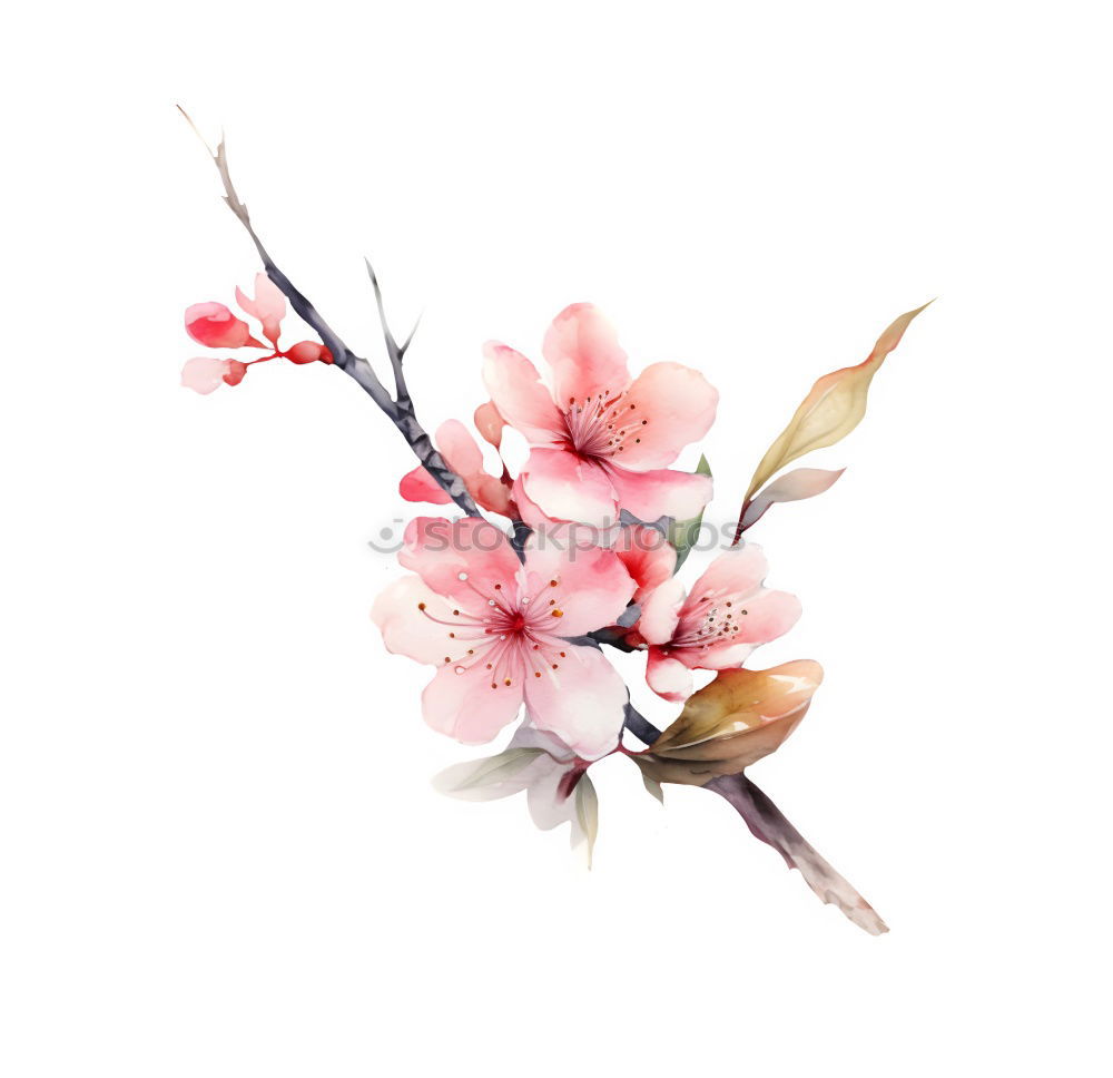 Similar – Image, Stock Photo Pink spring flowers frame on white