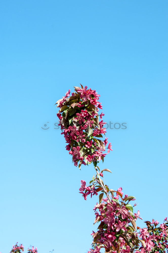 Similar – Adams (last) apple Fruit