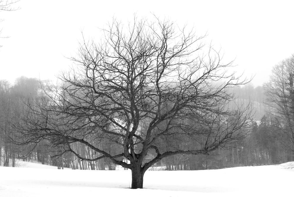 Similar – winterbaum Baum Winter