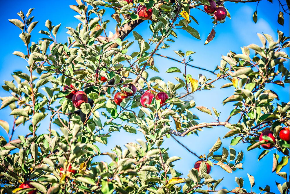 Similar – Adams (last) apple Fruit