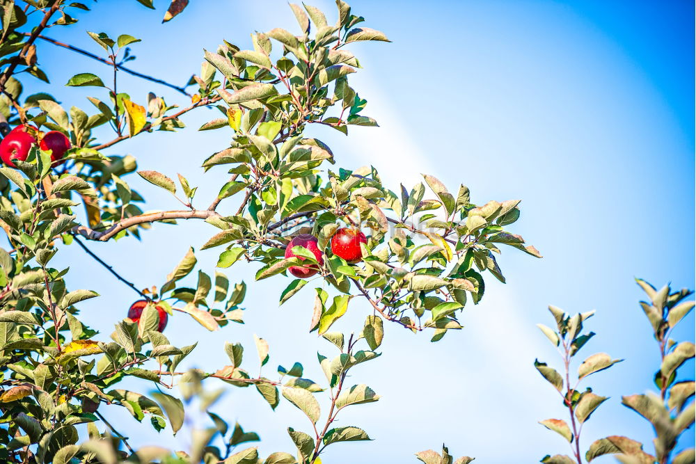 Adams (last) apple Fruit