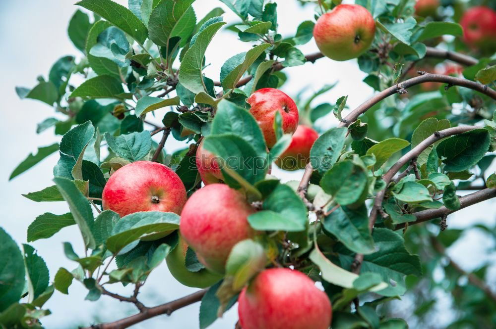 Image, Stock Photo Delicious apples Fruit