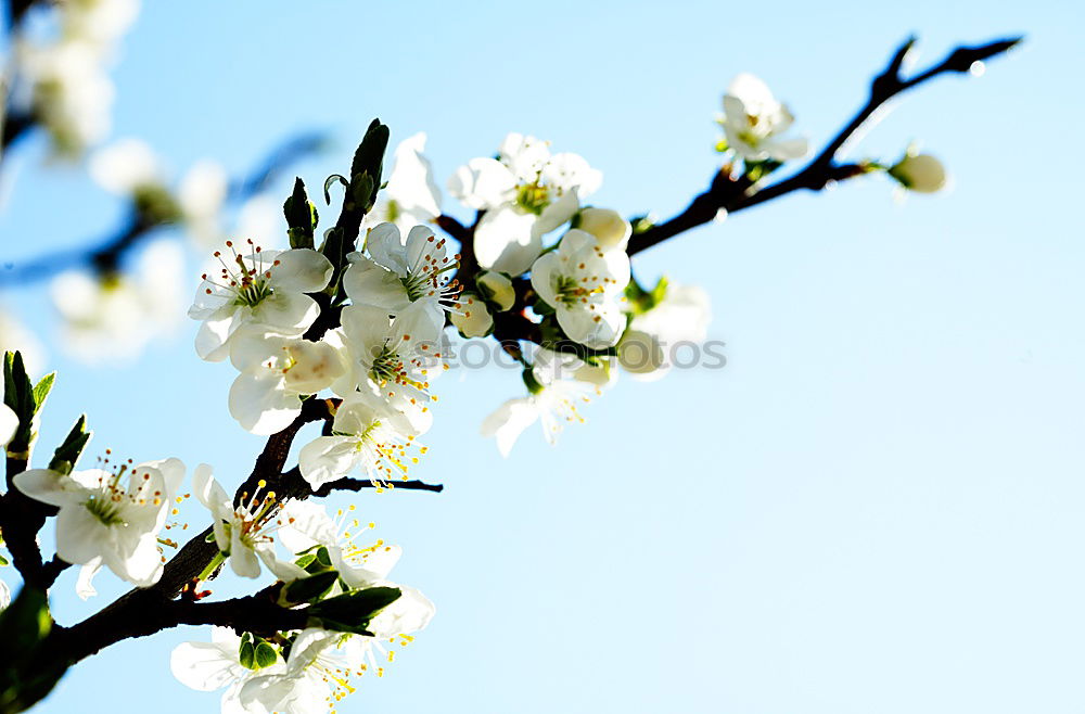 Similar – apple tree blossoms