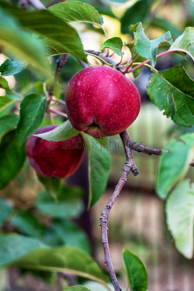 Similar – Image, Stock Photo Delicious apples Fruit