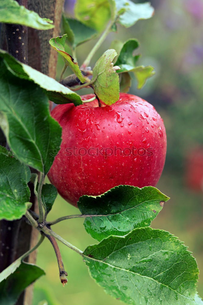 Similar – Image, Stock Photo Apples hanging from the tree