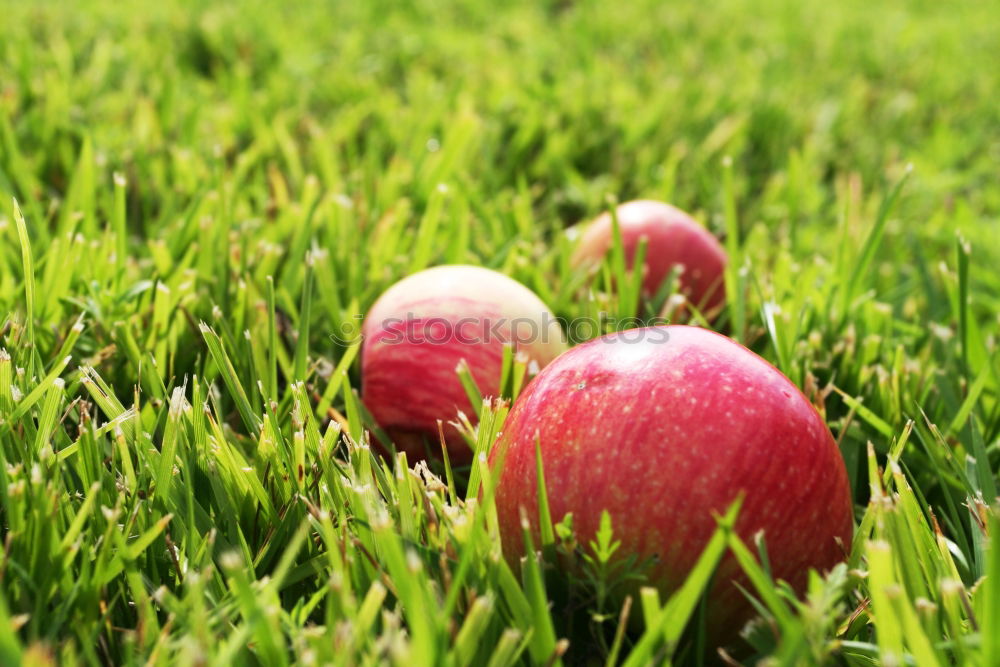 Foto Bild Herzapfel Gras Gefühle