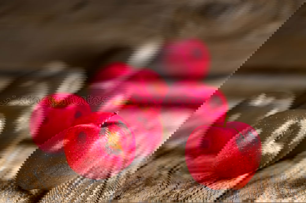 Similar – Image, Stock Photo Red-cheeked Elstar apples on the tree