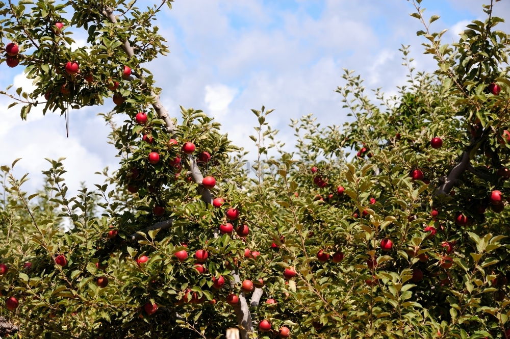 Similar – sinaasappel Orange Tree