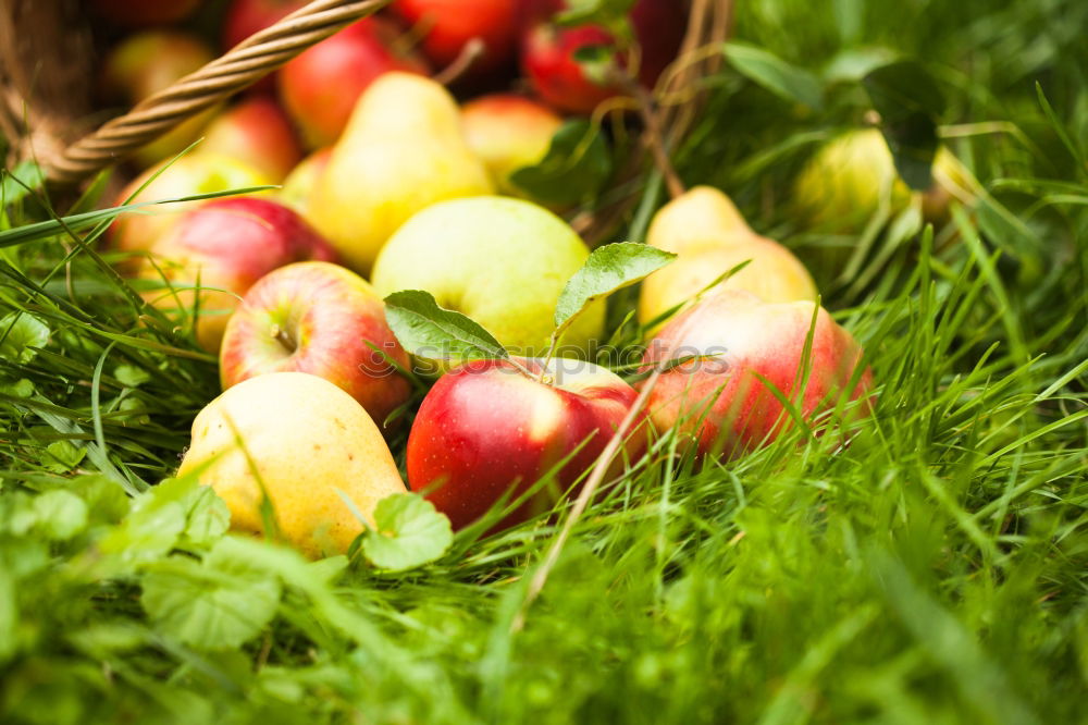 Similar – Image, Stock Photo freshly picked apple with stalk and leaves lies in the wet grass, in the background a wicker basket with many apples