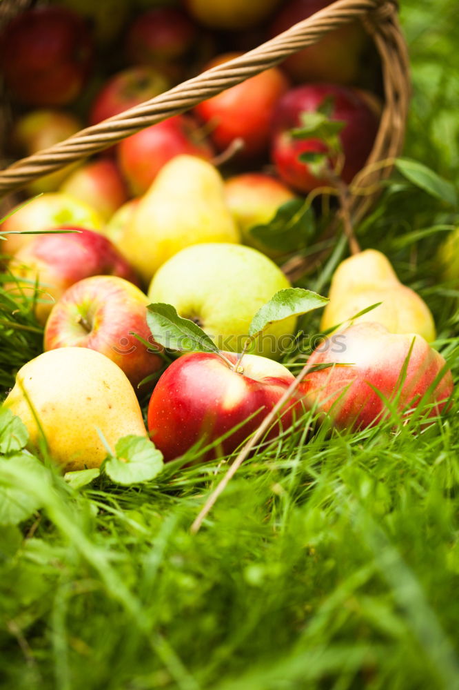 Similar – Image, Stock Photo freshly picked apple with stalk and leaves lies in the wet grass, in the background a wicker basket with many apples