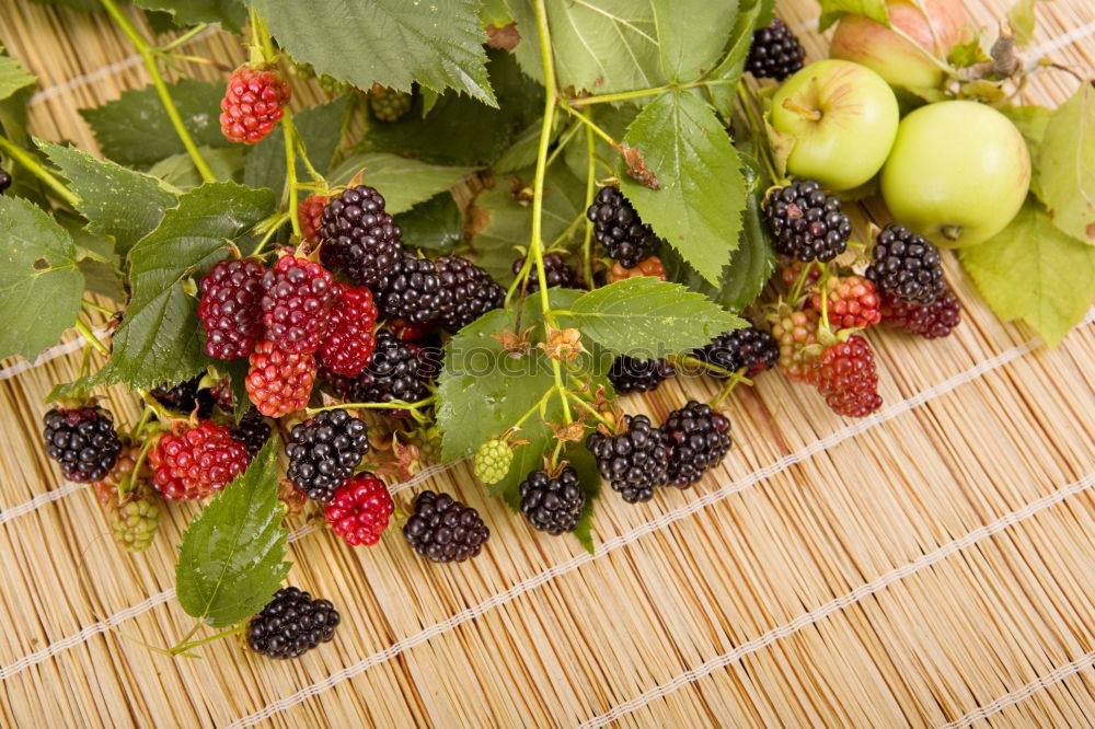 Similar – Image, Stock Photo Children’s hands holding blackberries