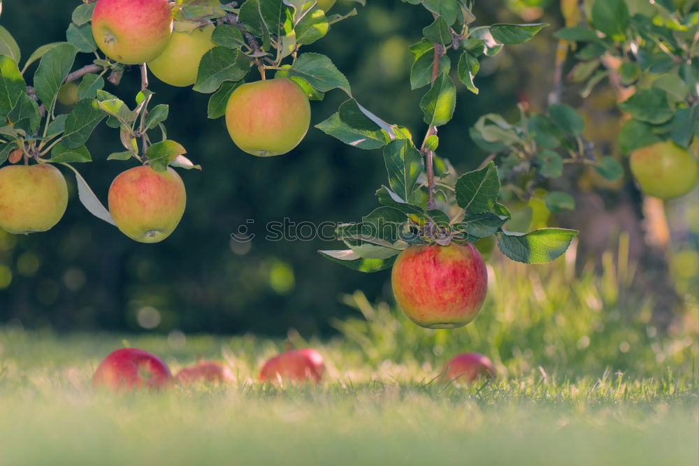 Similar – Image, Stock Photo Apple on a branch Food