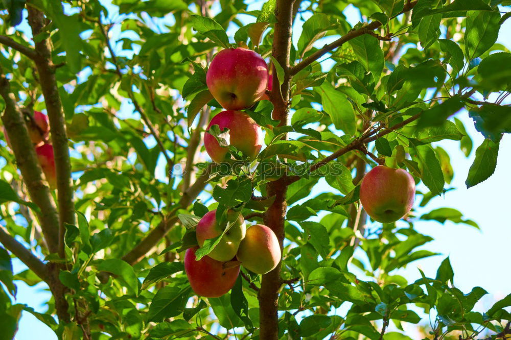 Similar – Image, Stock Photo Delicious apples Fruit