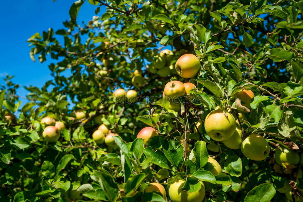 Similar – Image, Stock Photo Delicious apples Fruit