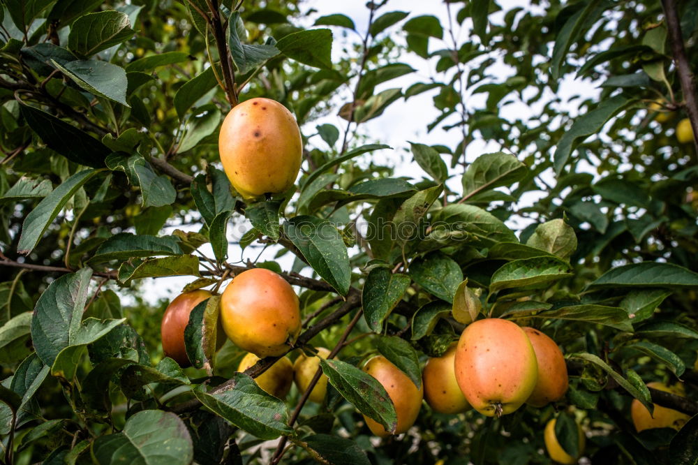 Similar – Image, Stock Photo Delicious apples Fruit