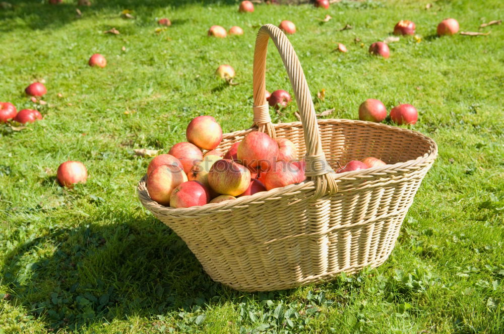 Similar – apple harvest Shopping