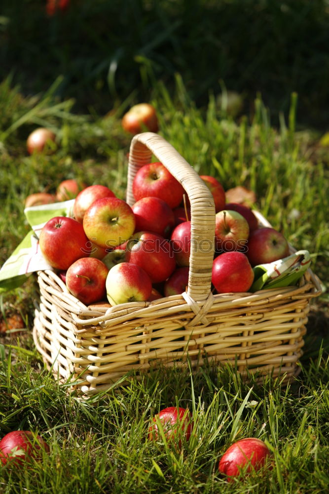 Similar – Image, Stock Photo freshly picked apple with stalk and leaves lies in the wet grass, in the background a wicker basket with many apples