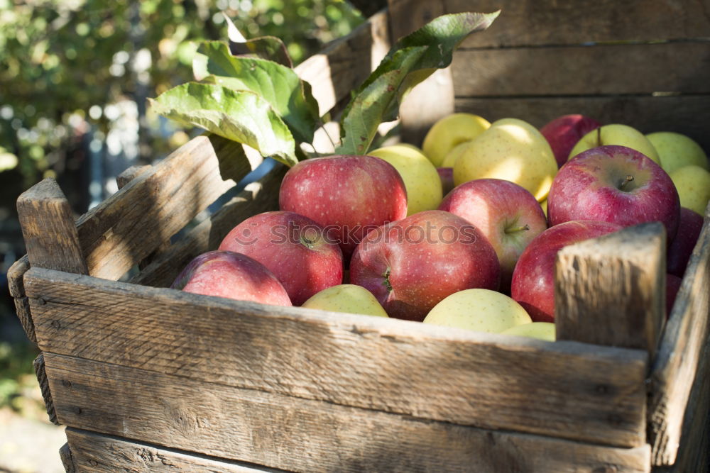 Similar – apple with pear comparison