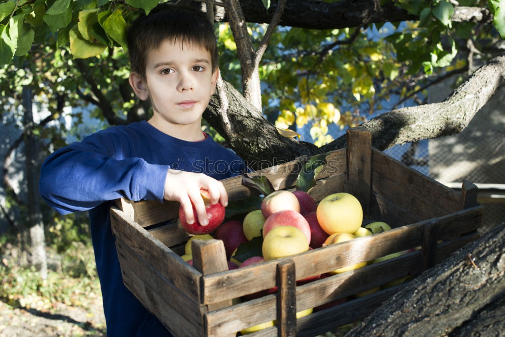 Similar – Image, Stock Photo Closeup of children putting fresh organic apples inside of wicker basket with fruit harvest