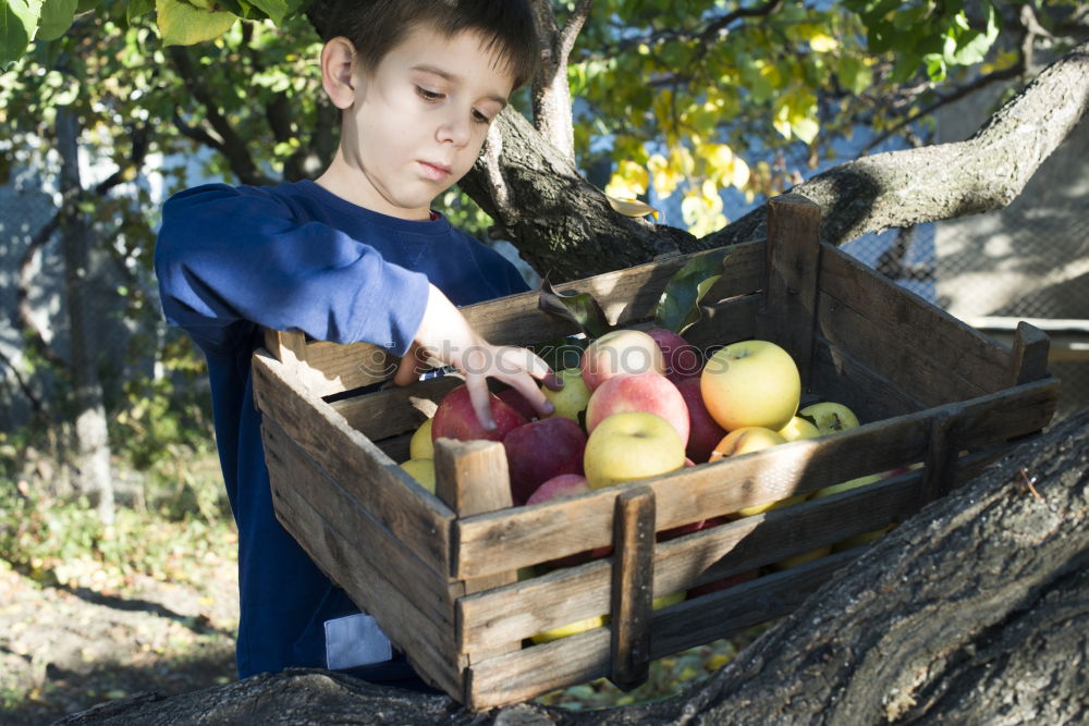 Similar – Image, Stock Photo Closeup of children putting fresh organic apples inside of wicker basket with fruit harvest