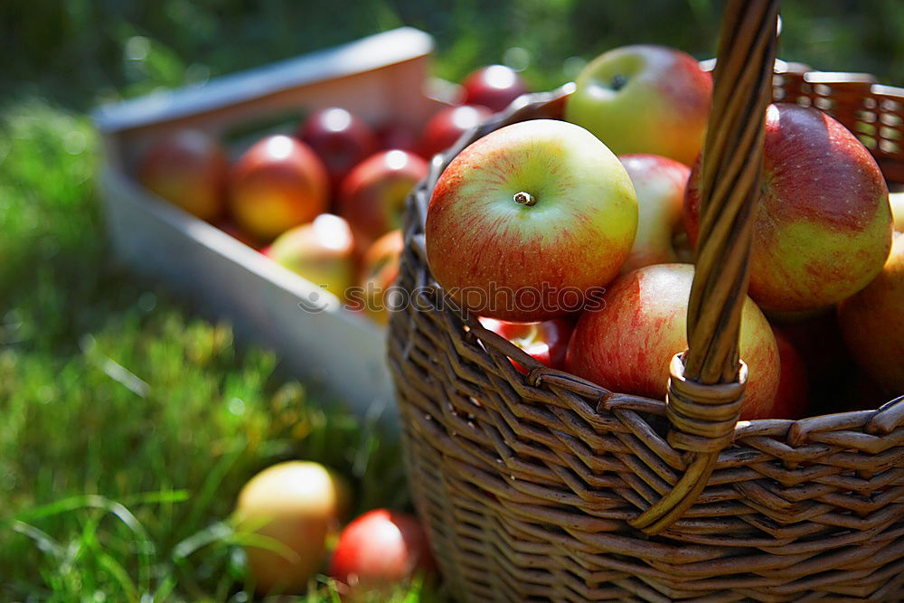 Similar – Apple harvest Gardening