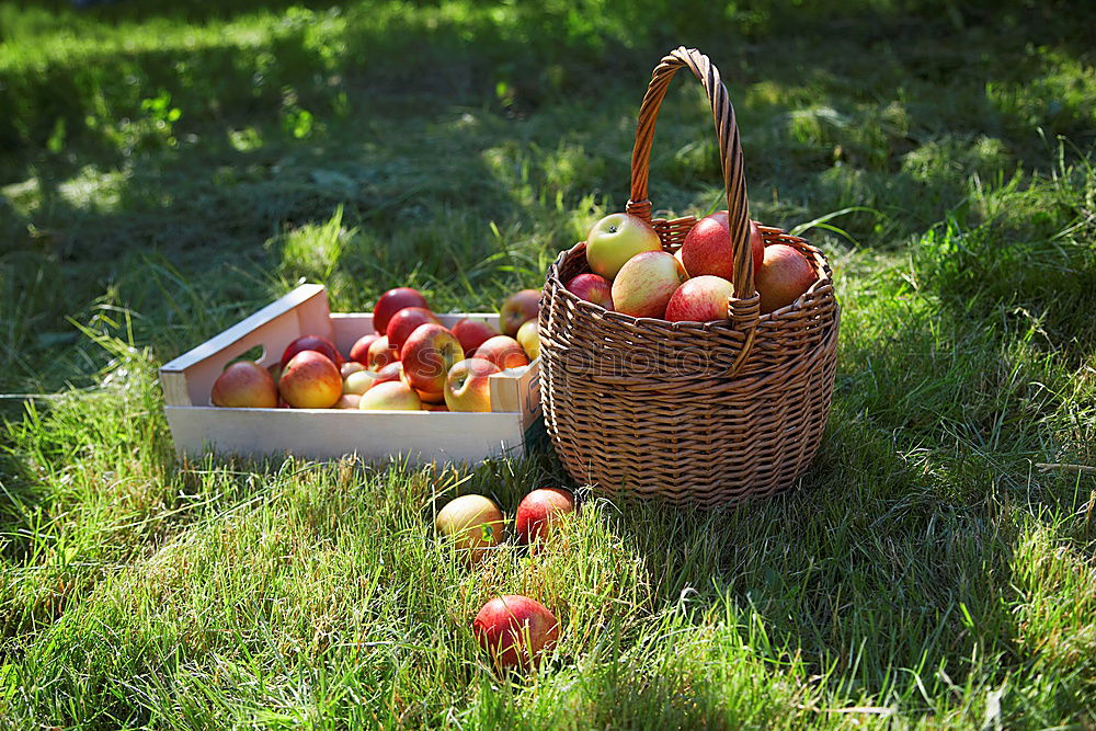 Similar – Apple harvest in the garden