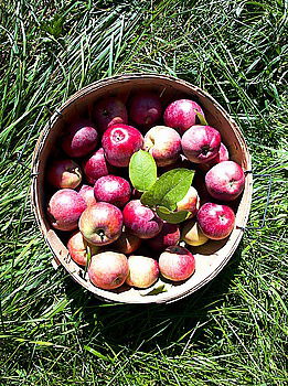 Similar – summer apples Food Fruit