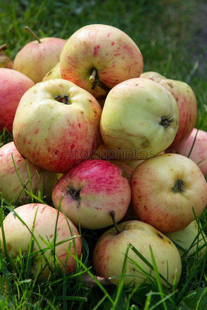 Similar – summer apples Food Fruit