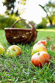 Similar – Image, Stock Photo freshly picked apple with stalk and leaves lies in the wet grass, in the background a wicker basket with many apples