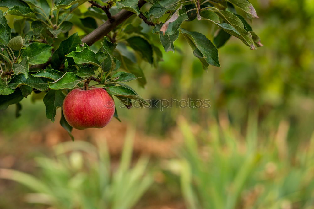 Similar – Image, Stock Photo Ripe apples shortly before harvesting