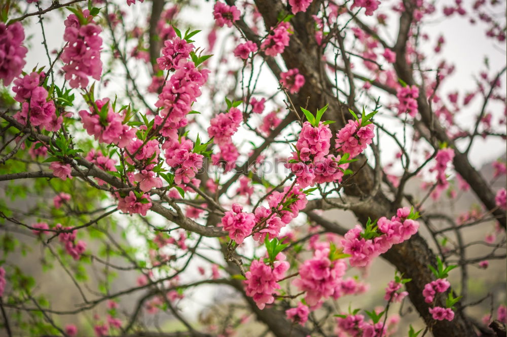 Similar – flower magic Nature Plant