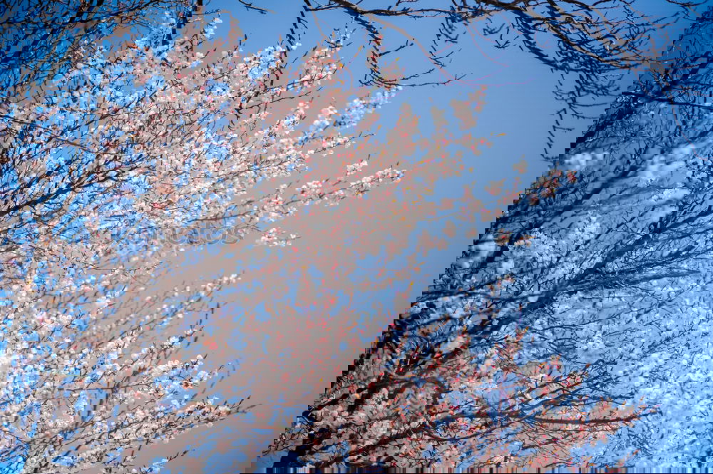 Similar – Image, Stock Photo May Plant Sky
