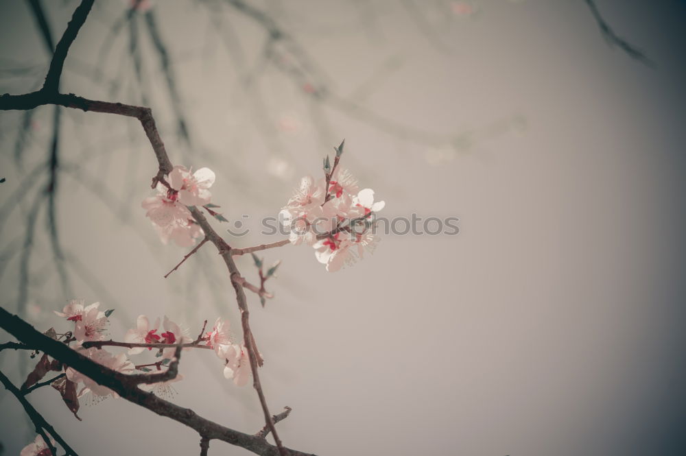 Similar – Image, Stock Photo spring Human being