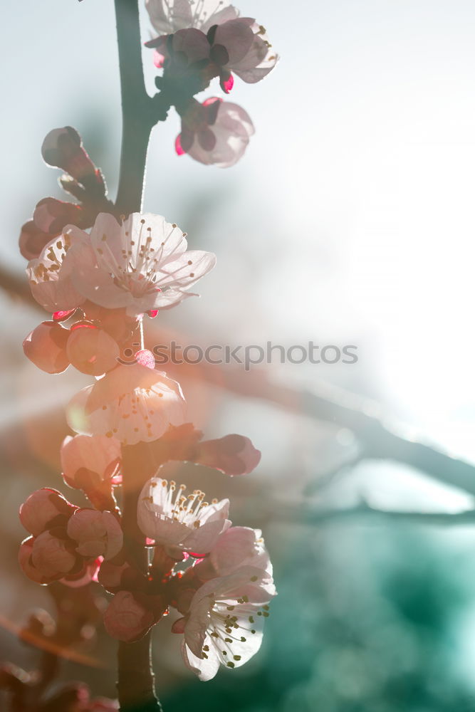 Similar – Foto Bild Die Tulpenzeit hat begonnen !!