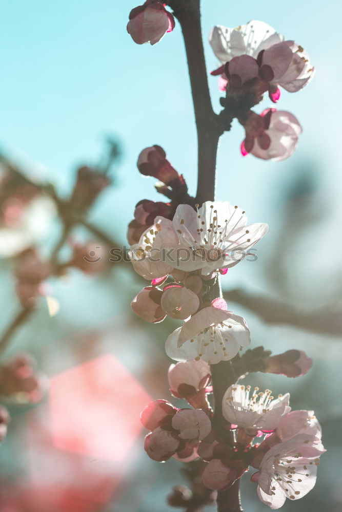 Similar – Secret Garden Nature Plant