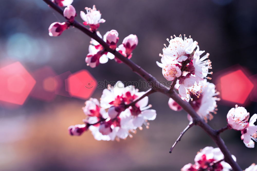 Similar – Image, Stock Photo pink flower plant in springtime