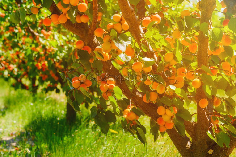 Similar – sinaasappel Orange Tree