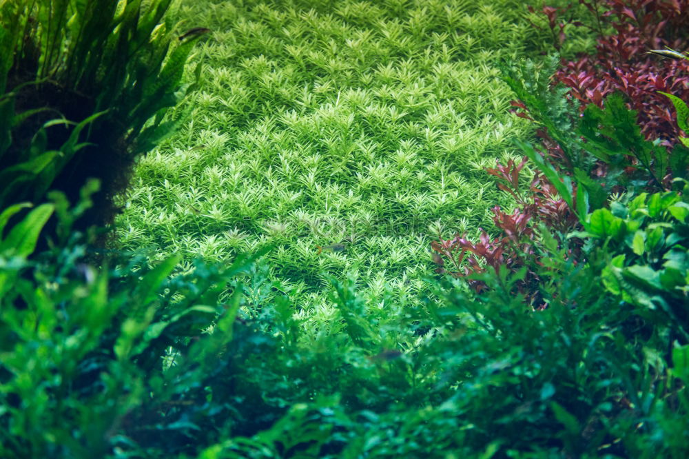 Similar – aquarium Seaweed