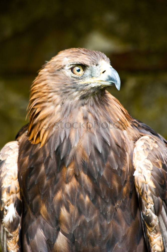 Similar – Hawk Eagle Bird of prey