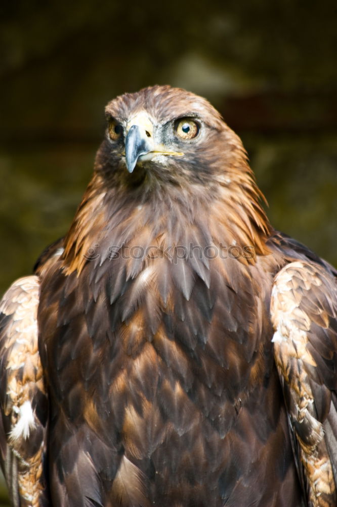 Similar – Hawk Eagle Bird of prey