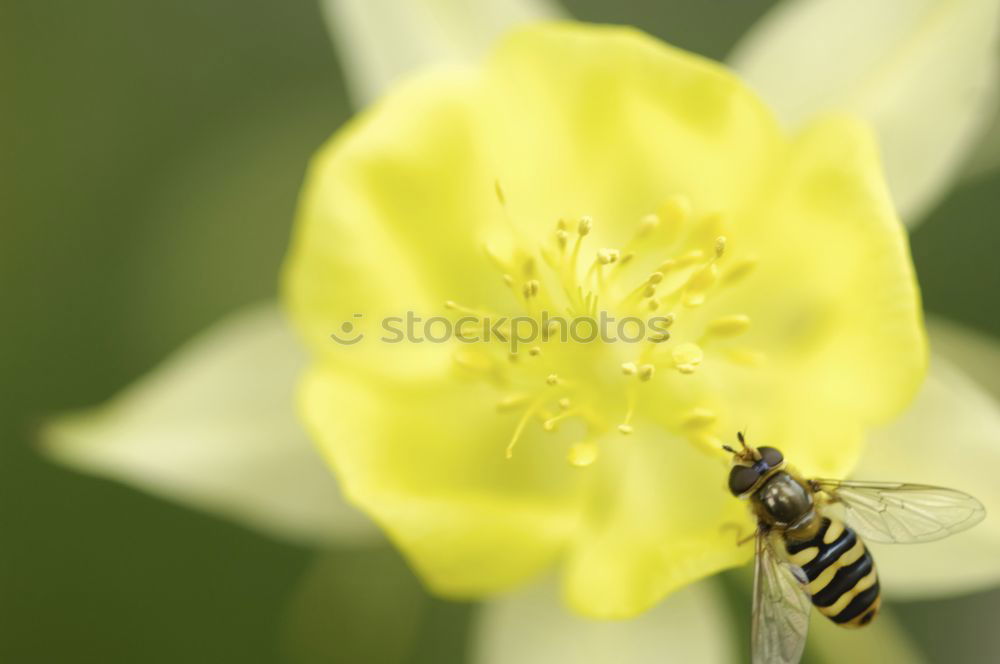 Similar – Foto Bild Schwebfliege auf einer gelben Gartenblume