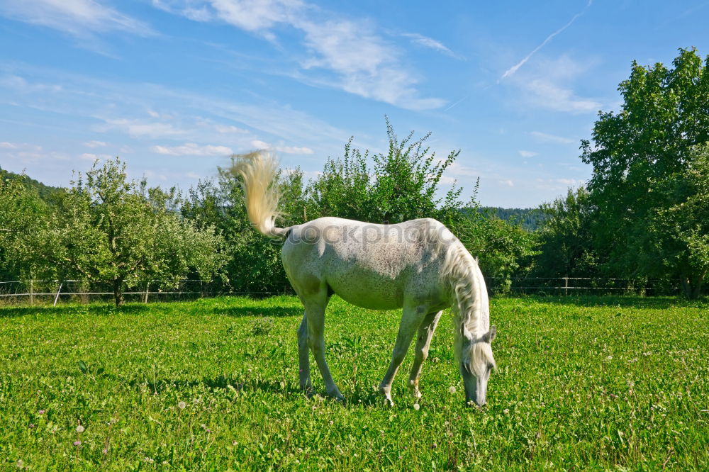 Similar – Dieters Fohlen Natur