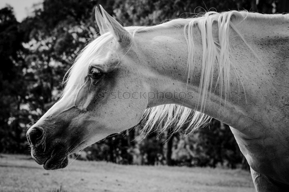 Similar – Image, Stock Photo Horses on meadow in fog